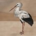 Coordonne Stork Mother Wallpaper