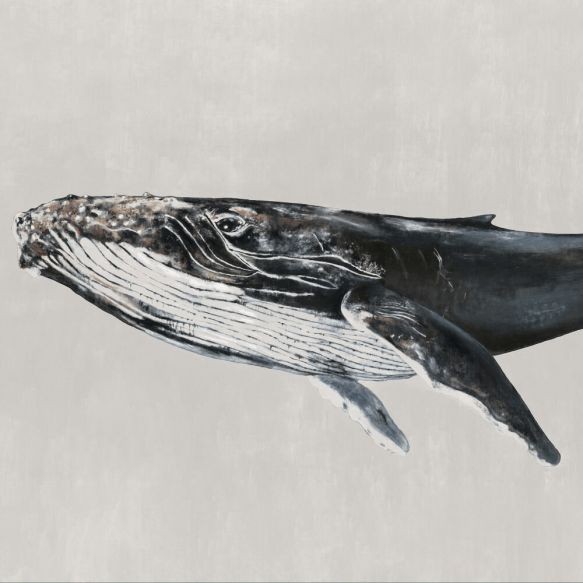 Coordonne Humpback Whale Wallpaper